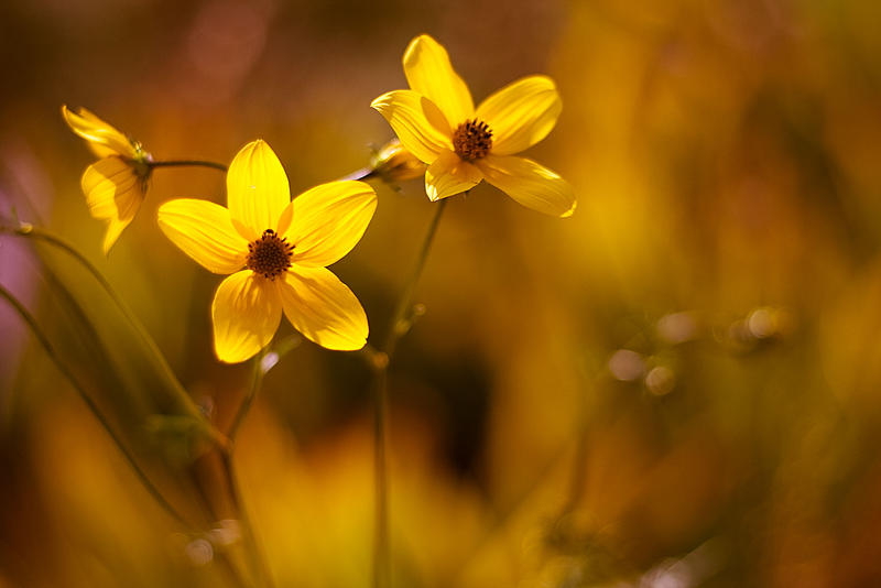 Sunny Flowers