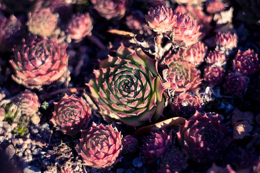 Pinecone Roses