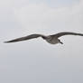 seagull  1