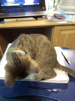 Why you can't draw with a cat