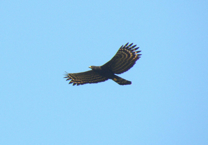 black hawk eagle (spizaetus tyrannus)