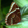 blue morpho butterfly (Morpho sp)