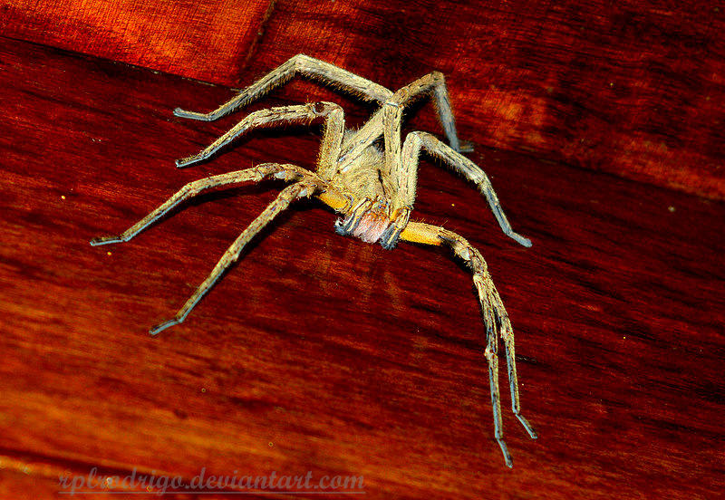 Brazilian Wandering Spider Phoneutria Sp Male By Rplrodrigo On Deviantart