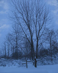 Single Tree Series Clouds by WDWParksGal-Stock