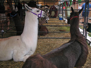 Llamas by WDWParksGal-Stock