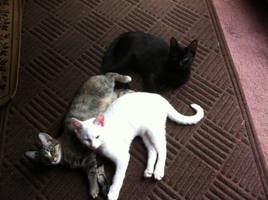 A stack of kittuhs!!!!
