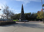 Christmas Tree WDW Hollywood Studios 6