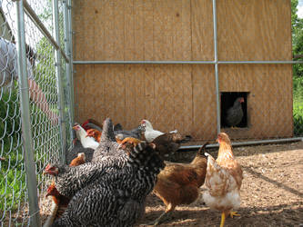 Chicken Coop IMG 8326