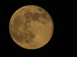 BonzaiRen Donation Moon June 232 013A