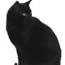Black Cat Stock 3