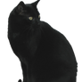 Black Cat Stock 3 FTU
