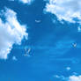 Birds in the Sky Wallpaper or Stock BKG