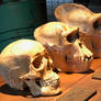 A Set of Skulls IMG 5171