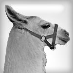 150 px Llama icon or Graphic