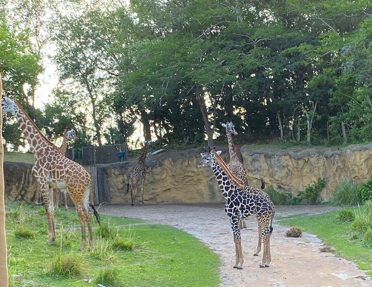 Giraffe Rides Jpeg File Animal Kingdom Giraffes Safari Ride IMG 1948 by WDWParksGal-Stock on ...