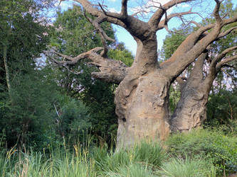 Animal Kingdom Tree on Safari Tree IMG 1942