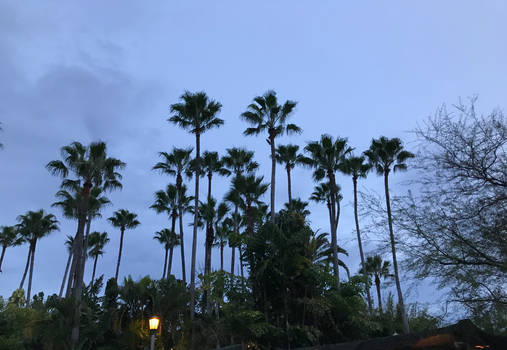 A Group of Palm Trees IMG 4811 Stock Image FTU