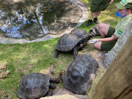 Animal Kingdom Turtles in a Pen IMG 1910