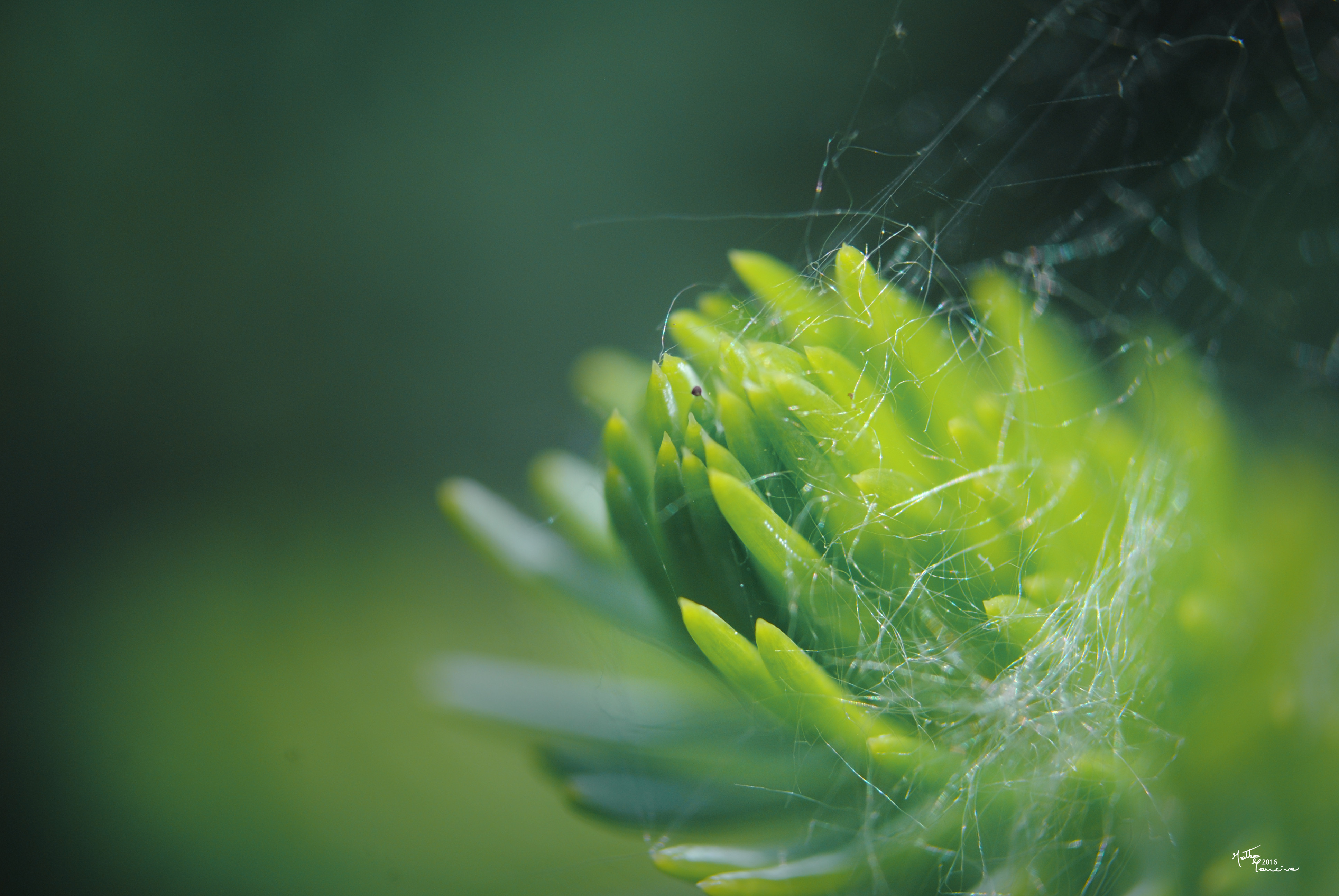 Pine Tangle