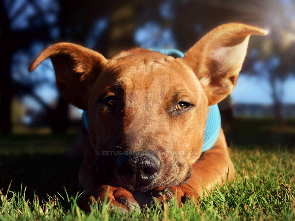 Young Rollo by Fetus-Baby on DeviantArt