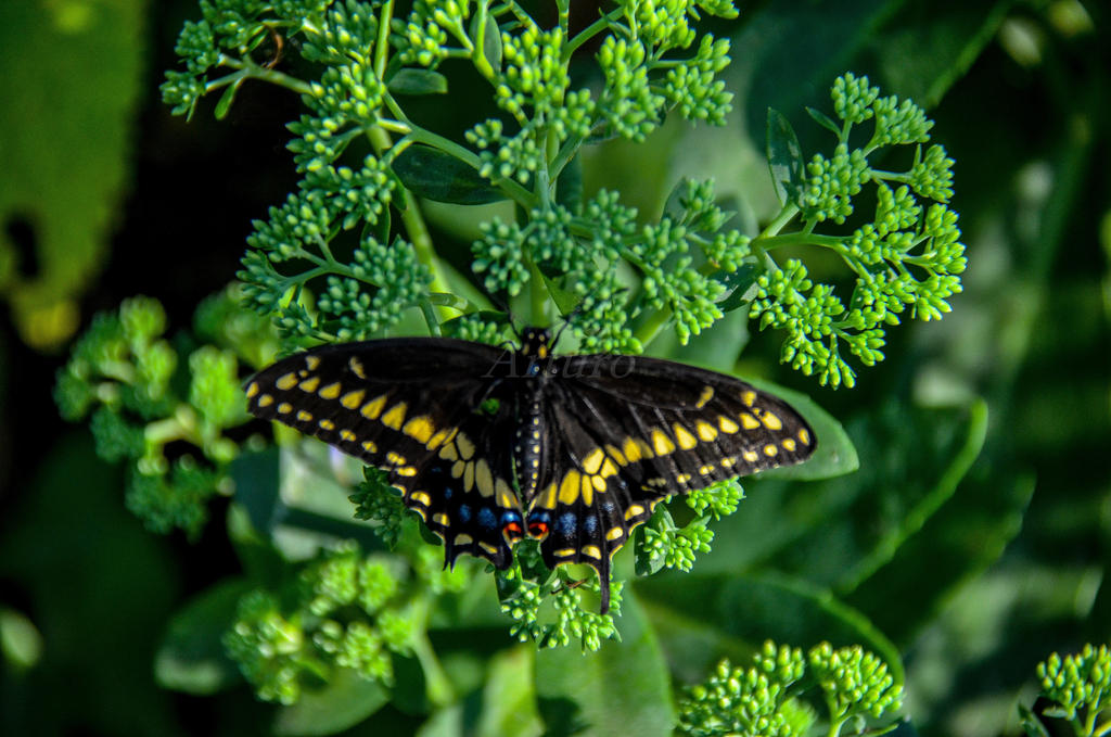 Butterfly house