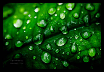 Fifty Shades of Green by Smurfage