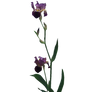 Precut PNG Iris Flowers