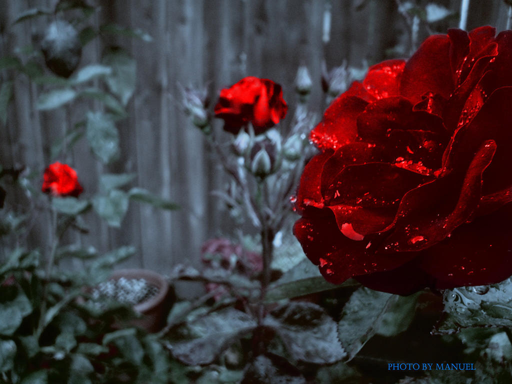Happy Roses Vs Sad Roses Sad Roses by Mrmunchies on DeviantArt