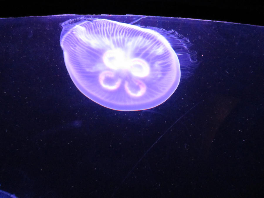 PURPLE JELLY