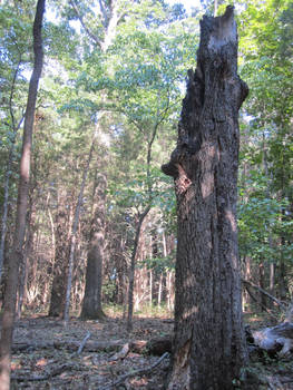 dead tree