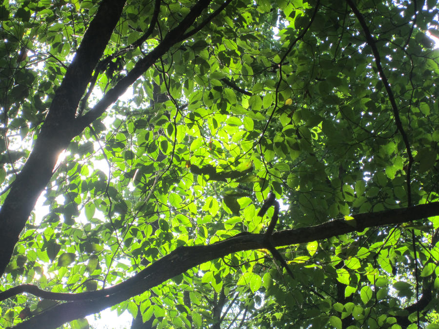 glowing leaves