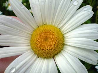 Daisyness