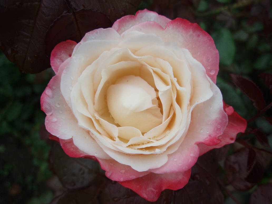 Rose-egeskov-1365488-1920x1440