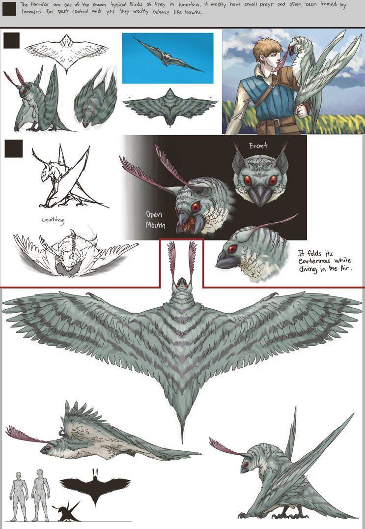 Harrub (Mothhawk) (LWB Conceptart) 1 by Blits-Koalakatto on DeviantArt