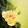 Yellow Rose