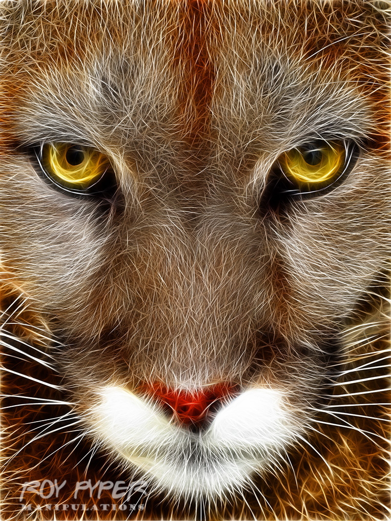 Cougar: Fractalius Re-Edit (Ver. 2)