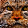 Pallas Cat: Fractalius Re-Edit