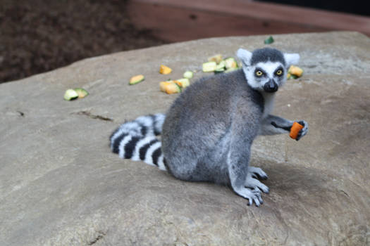 Ring-tailed Lemur