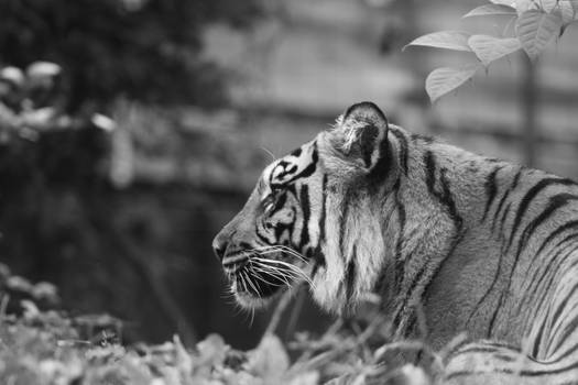 Sumatran Tiger ( 2 )