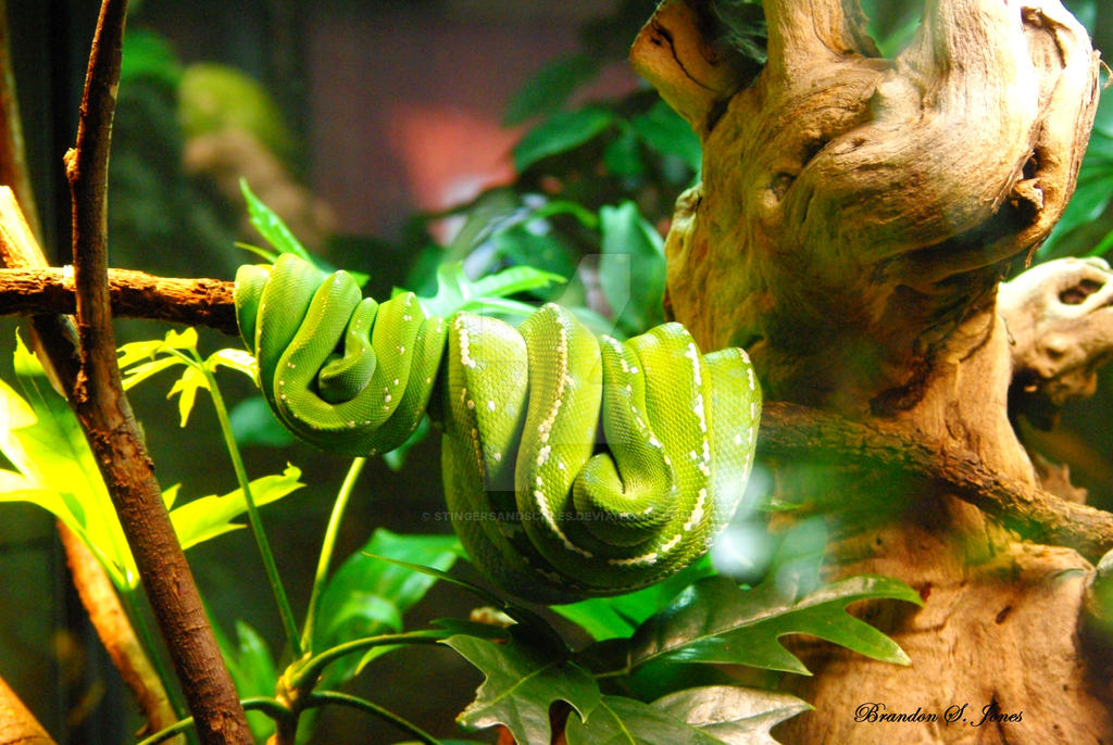 Green Tree Pythons by stingersandscales on DeviantArt