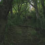 woodland stock 018
