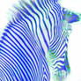 Blue Zebra