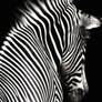 Zebra on Black
