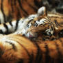 Tiger Cub Resting on Mom
