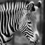 Zebra Portrait