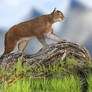 Mountain Lion/Cougar