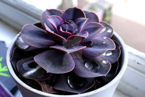 purpleniceyah2