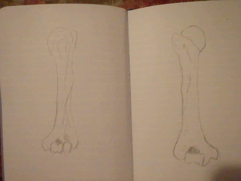 Humurus Drawing Humerus Drawing Study by Seph28 on DeviantArt