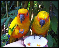 Sun Conures