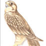 watercolor Falcon